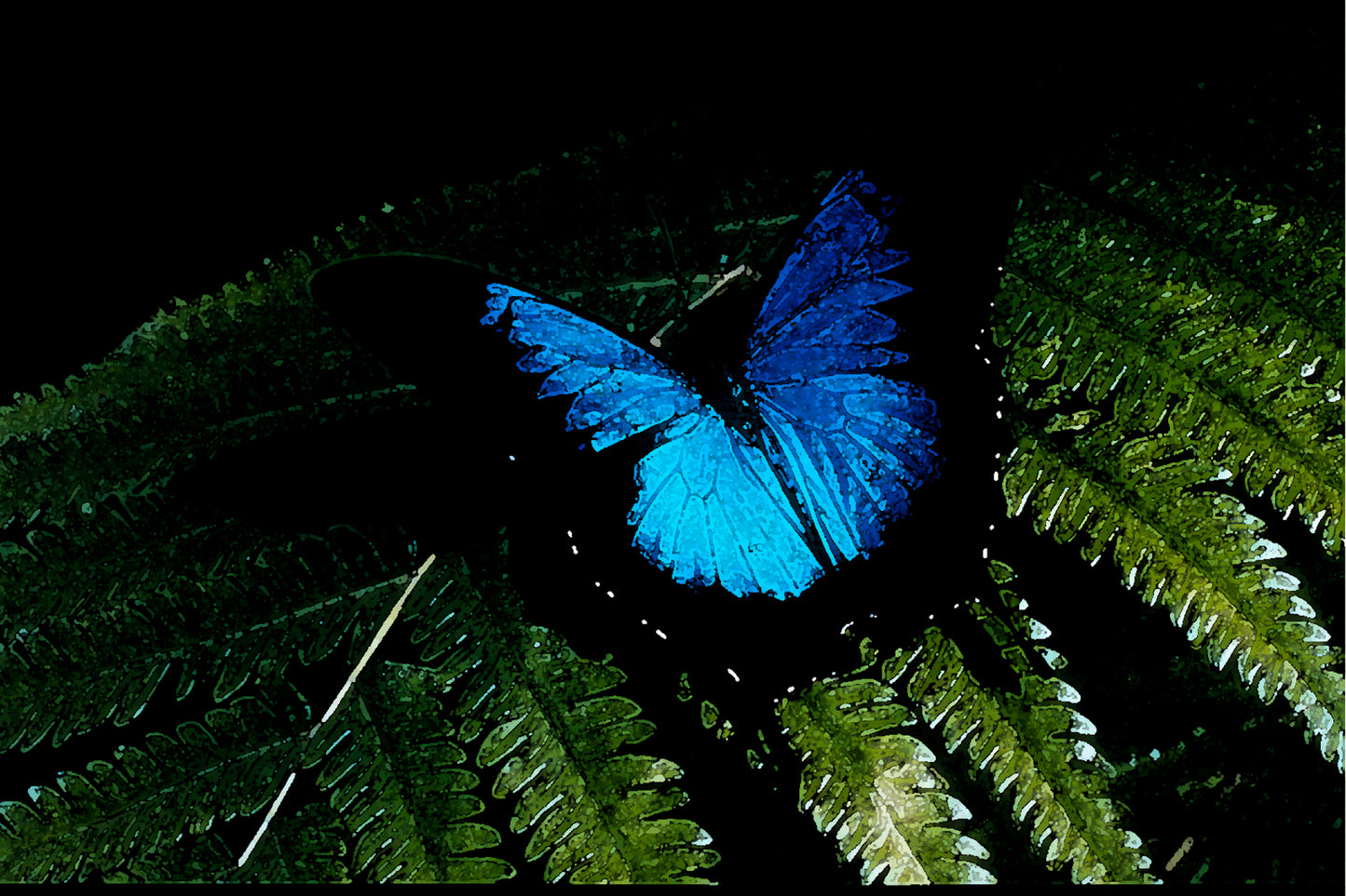 Ulysses Butterfly Watercolour-36x24x300