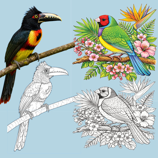20 Colourful Birds of the World Bundles