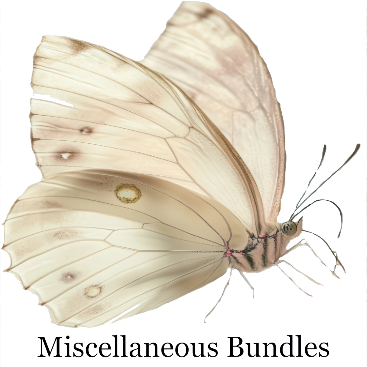 Miscellaneous Bundles