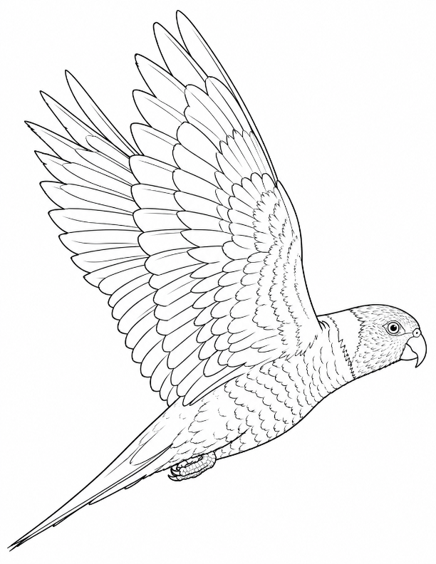 20 Colourful Birds of the World Colouring Book: Volume 2 Digital Download