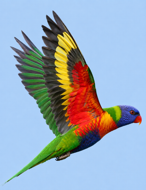 20 Colourful Birds of the World Colouring Book: Volume 2 Digital Download