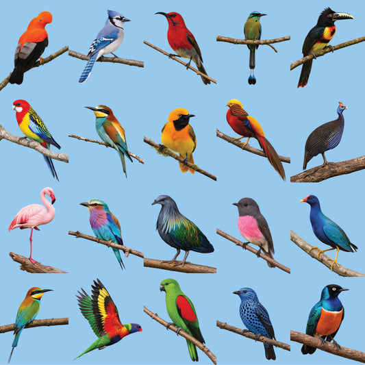 20 Colourful Birds v 2 Colour Print-36x36x300