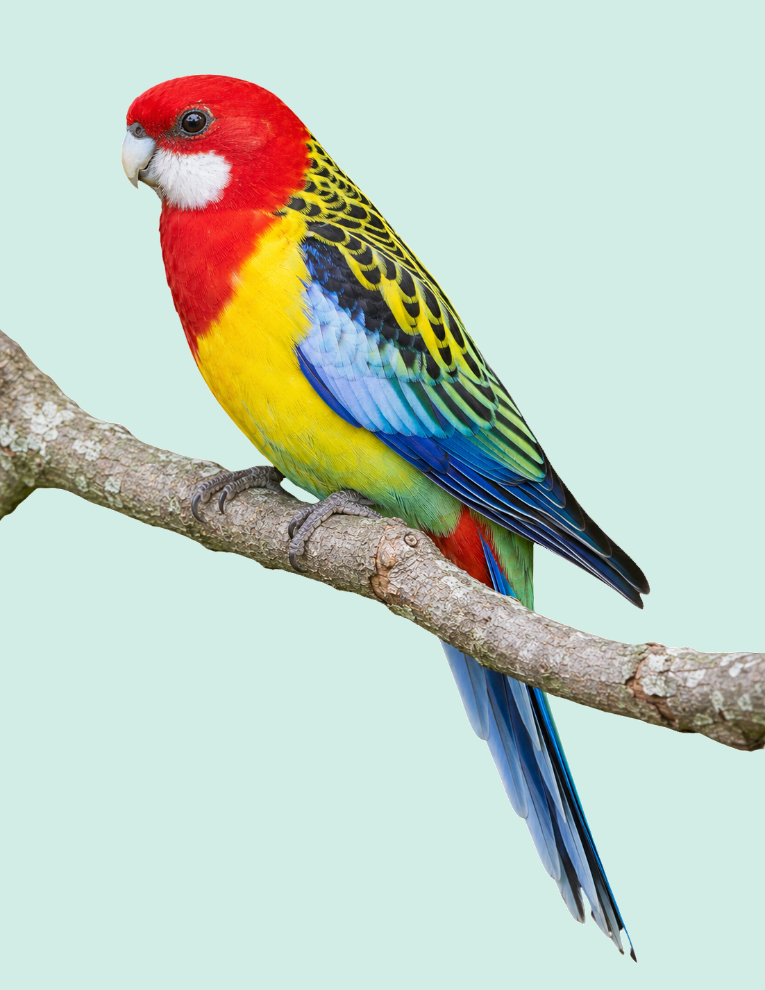 20 Colourful Birds of the World v 2 Wall Art Greyscale Print-36x36x300