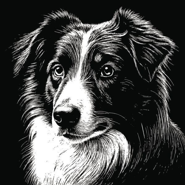 Australian Shepherd Pencil Sketch Poster Print