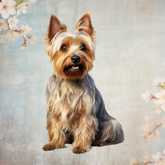 Australian Terrier Poster Print