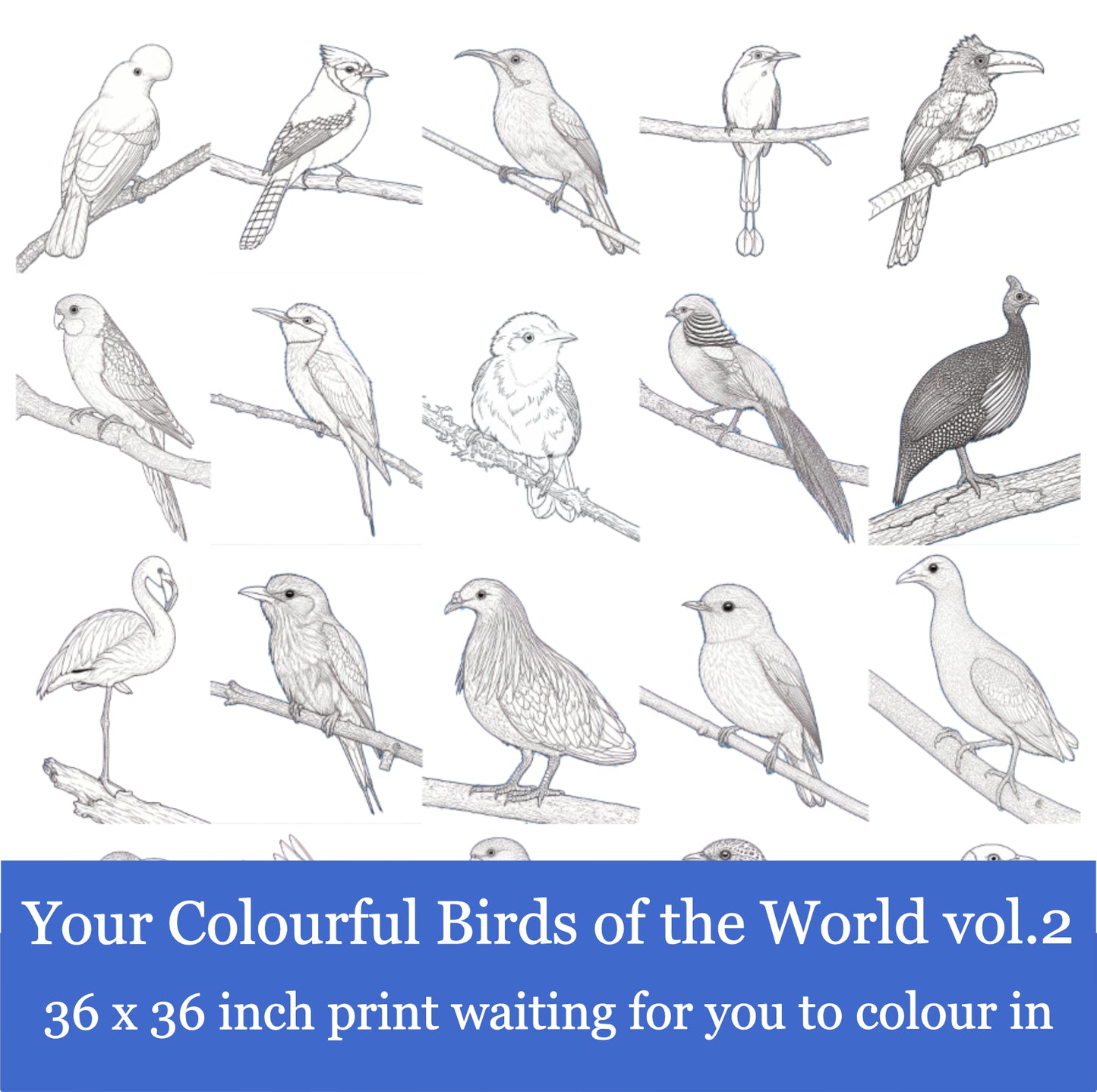 Your 20 Colourful Birds of the World v 2 36x36 inch White Background Greyscale Print
