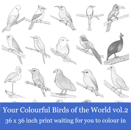 Your 20 Colourful Birds of the World v 2 36x36 inch White Background Greyscale Print