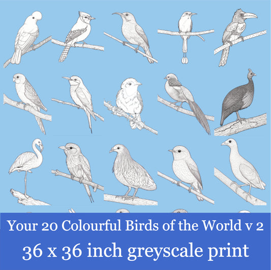 Your 20 Colourful Birds of the World v 2 36x36-inch Blue Background Greyscale Print
