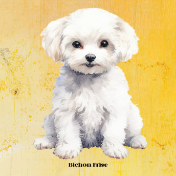 Bichon Frise Poster Print