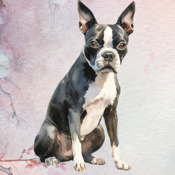 Boston Terrier Poster Print