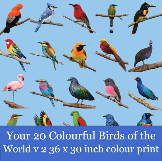 Your 20 Colourful Birds of the World v.2 36x36x300 Colour Print