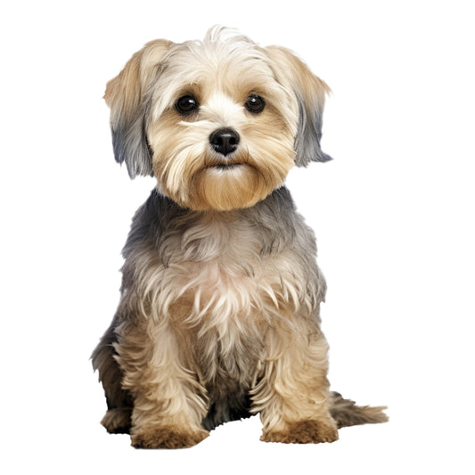 Dandie Dinmont Tote Bag