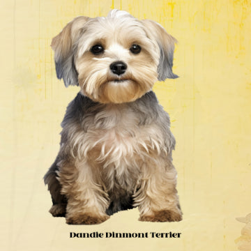 Dandie Dinmont Poster Print