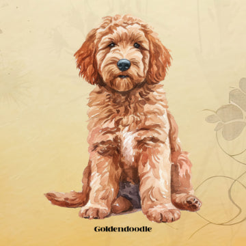 Goldendoodle Poster Print