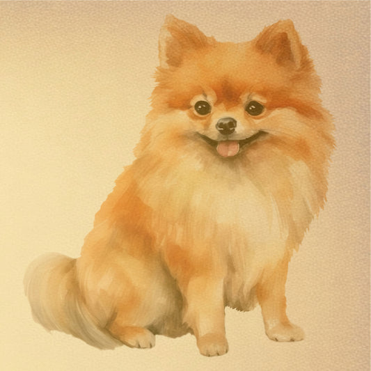 Pomeranian Poster Print