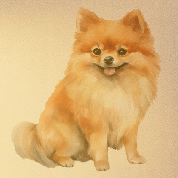 Pomeranian Poster Print