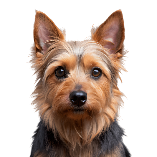 Australian Terrier Most Wanted Poster Print